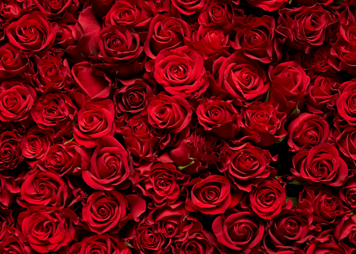 Día del Libro y Sant Jordi: nuestra selección de libros para amantes de los diamantes